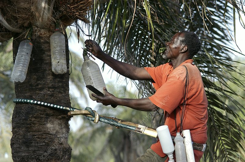 The Culture Of Palm Wine In Nigeria Health Naijabiography