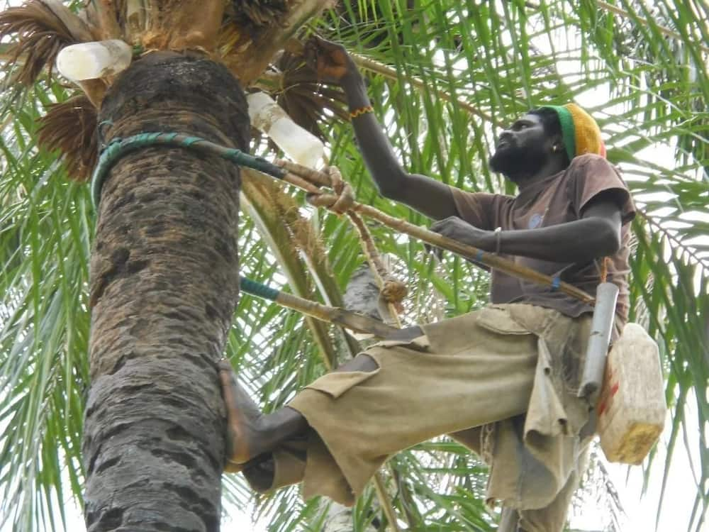 The Culture Of Palm Wine In Nigeria - The Culture Newspaper